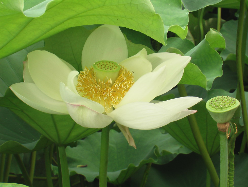     夏 日 白 荷 赛 美 图 摄影 巴蜀正翁