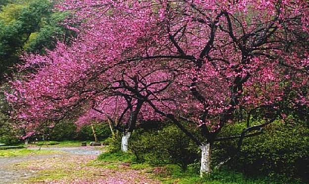 梅 摄影 我主沉浮