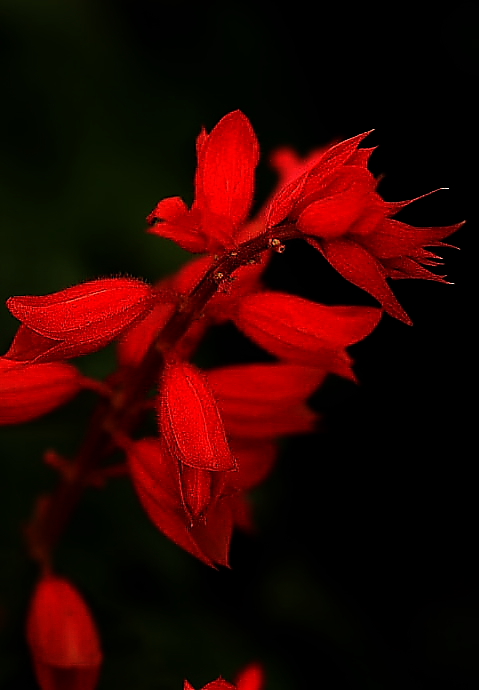 花儿 摄影 徐州晓林