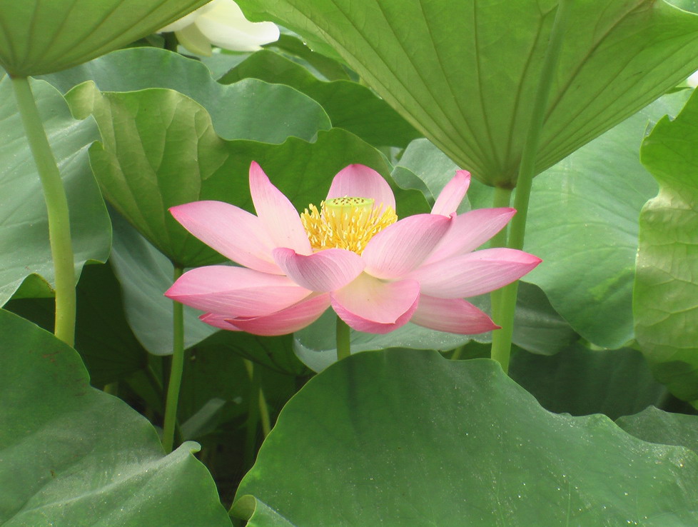 夏 日 红 荷 赛 美 图 摄影 巴蜀正翁