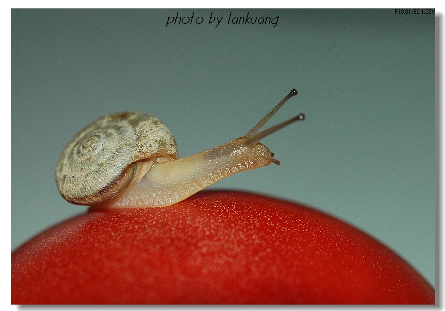 奋力行走的蜗牛 摄影 lankuang