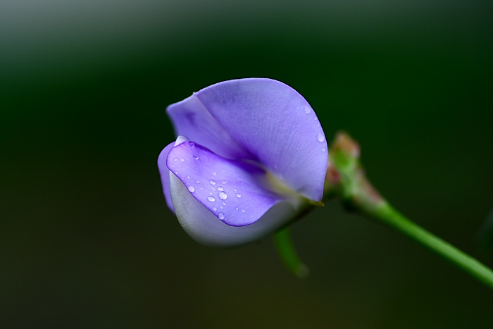 小花花 摄影 跆风拳影