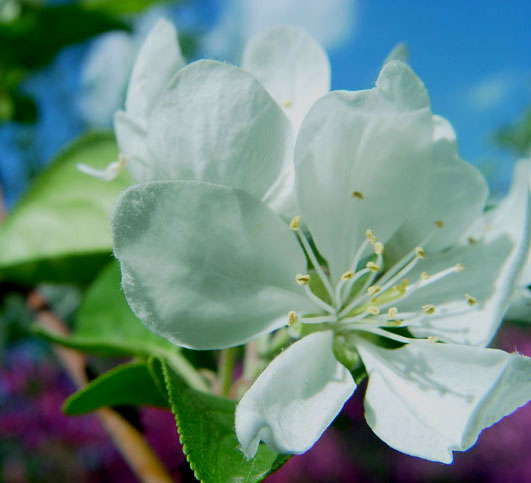 .. 摄影 菊淡茶香