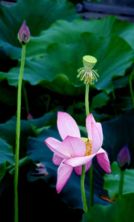 荷花 摄影 张三2005