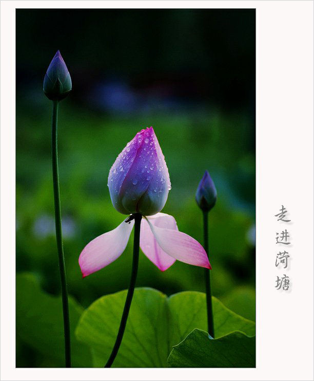 菊花 摄影 gcx