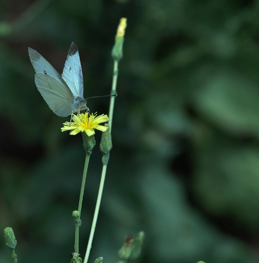 莴苣花 摄影 古农