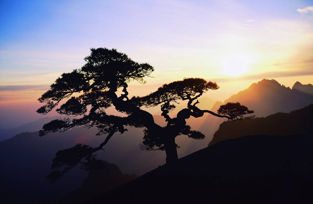 古松夕照 摄影 黄山根宝