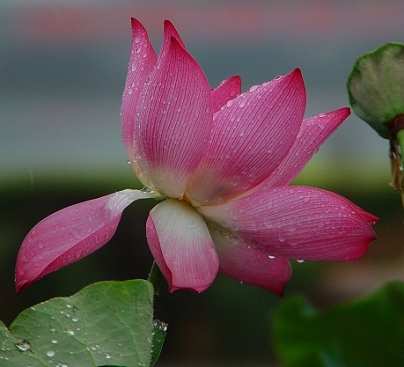 雨中荷花 摄影 九行星