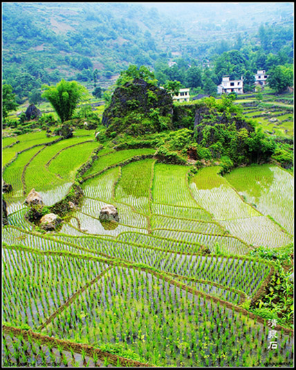 田园小景（5） 摄影 清泉石