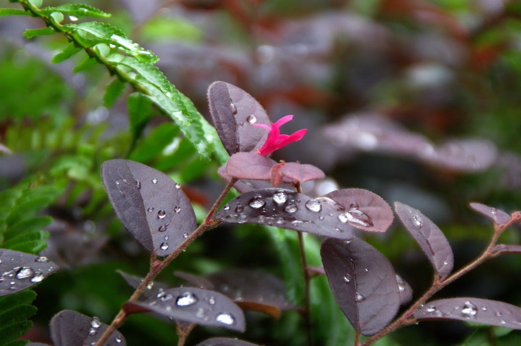 雨后的晶莹 摄影 清风抚慰