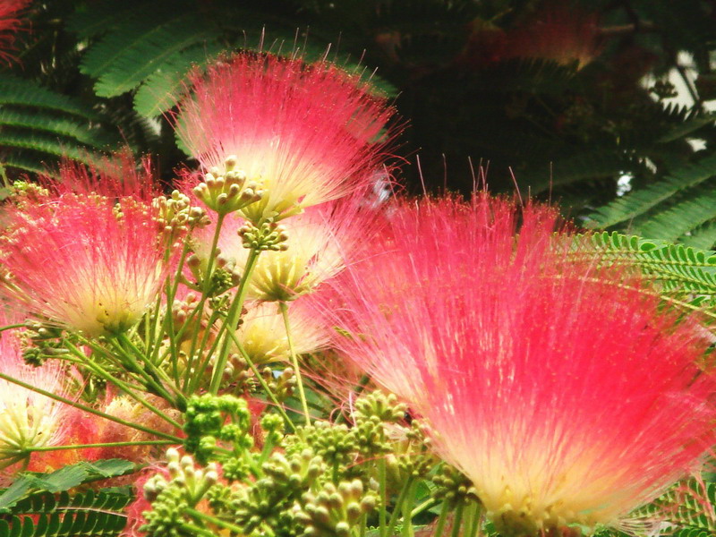 芙蓉花开 摄影 神游掠影