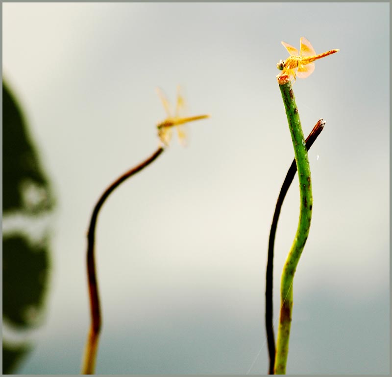 蜻蜓把荷恋 摄影 garyzhao