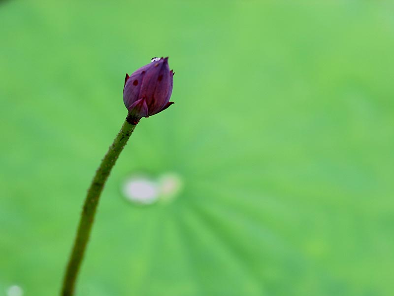 荷之魅 摄影 我的文文