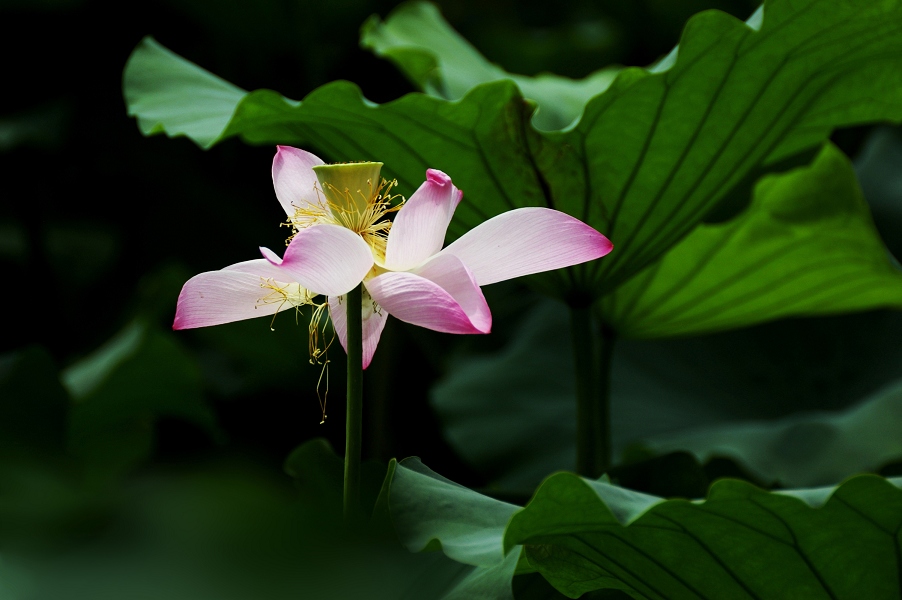 荷－2007－27 摄影 静野