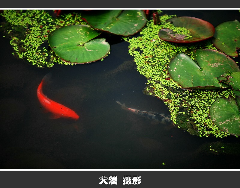 金鲤戏水 摄影 沙漠风暴