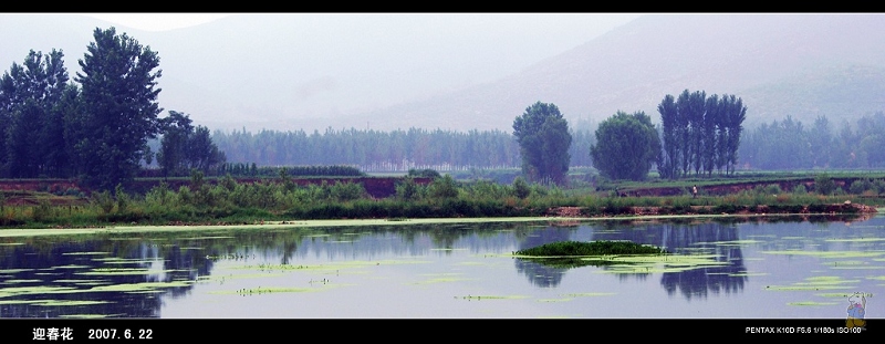 水乡 摄影 迎春花