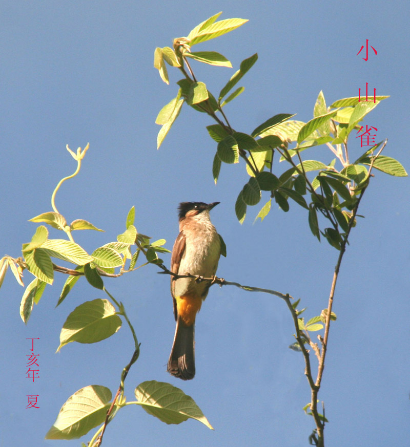 小山雀 摄影 遇路