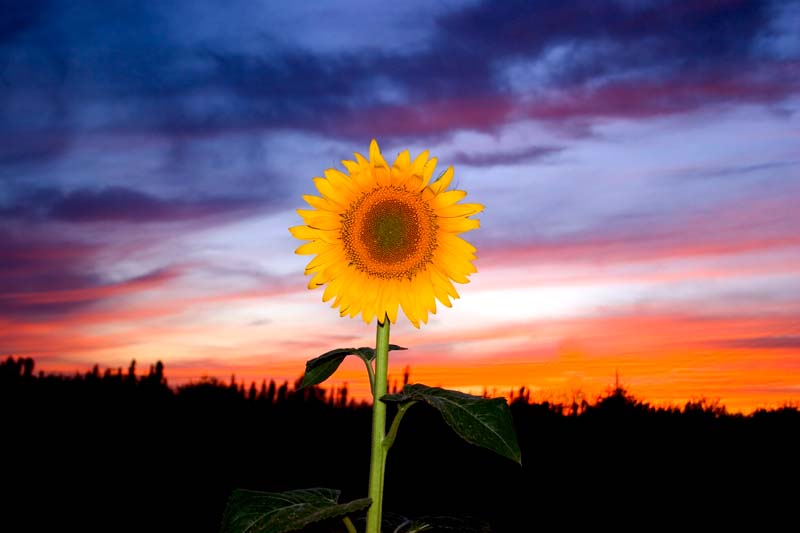 葵花对夕阳 摄影 江河源