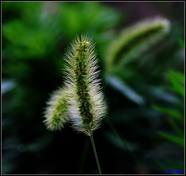 狗尾巴草 摄影 长木