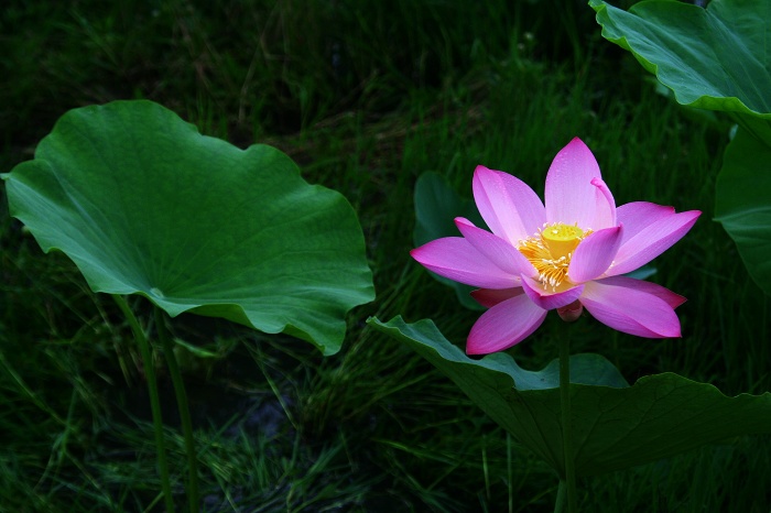 雨荷 摄影 paihuai