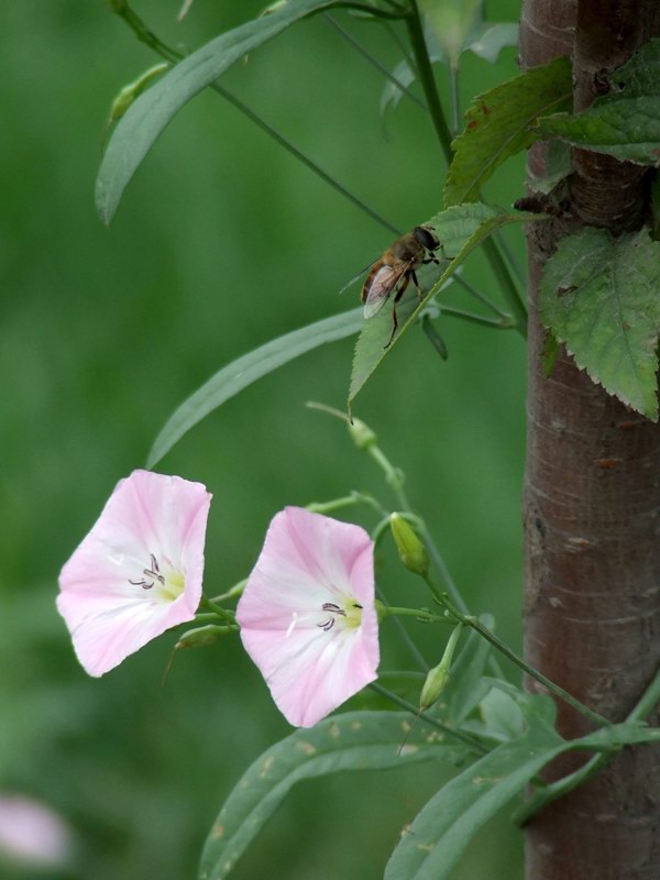 蜜蜂和花 摄影 冰点凌渡