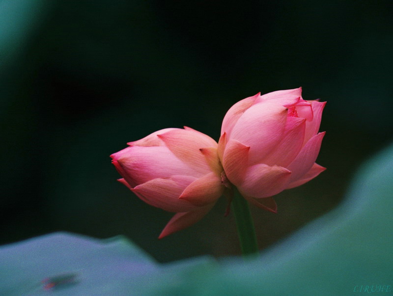 并蒂莲 摄影 二指禅