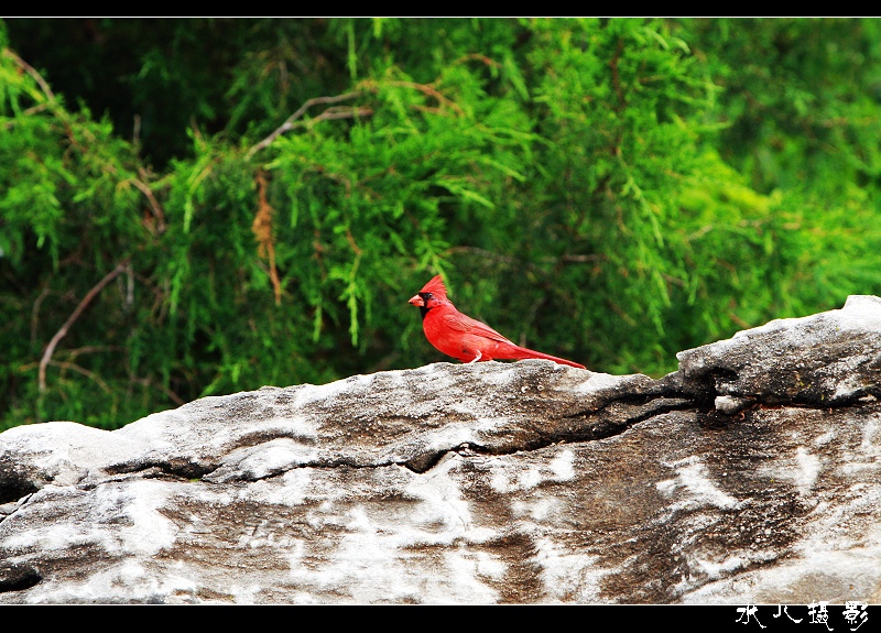 Cardinal bird（试镜片三） 摄影 水de海洋之心