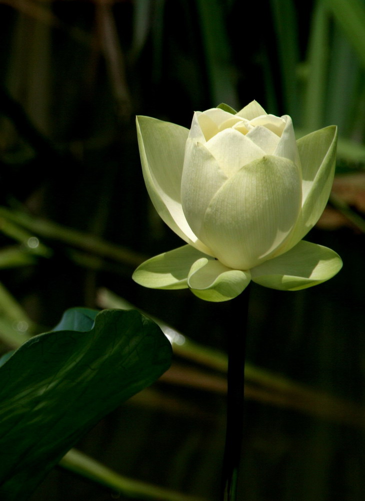 孤芳自赏 摄影 一抹色