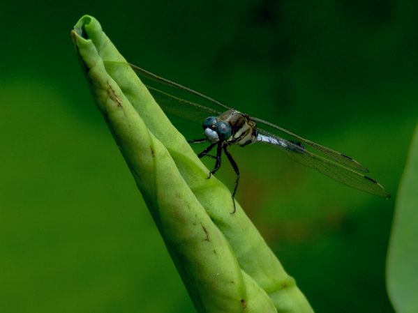 蓝蜻蜓 摄影 象风一样