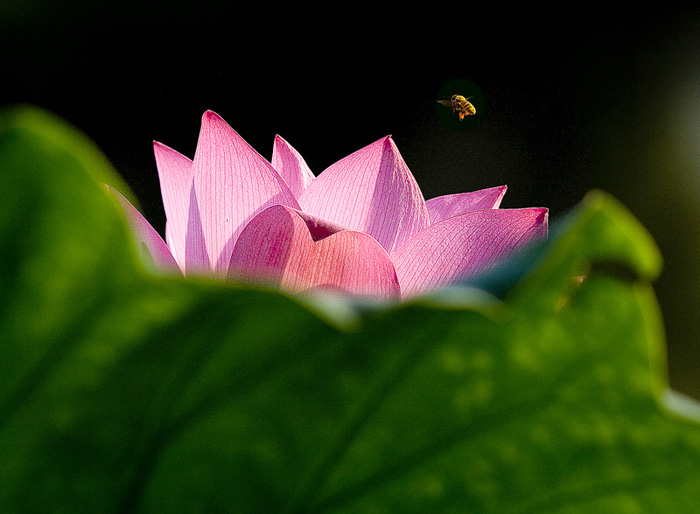 蜂恋花 摄影 怪味糖