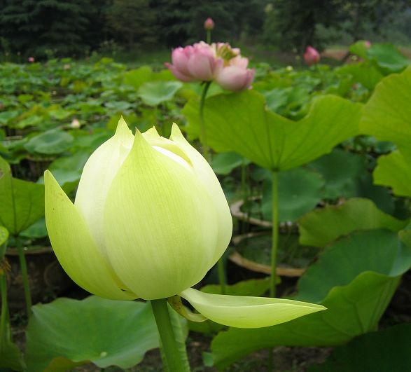 菏花 摄影 深红粉红