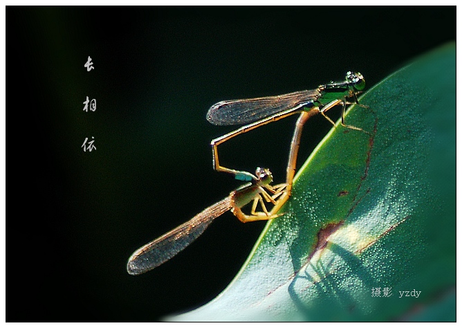 浪漫豆娘 摄影 雨做的云