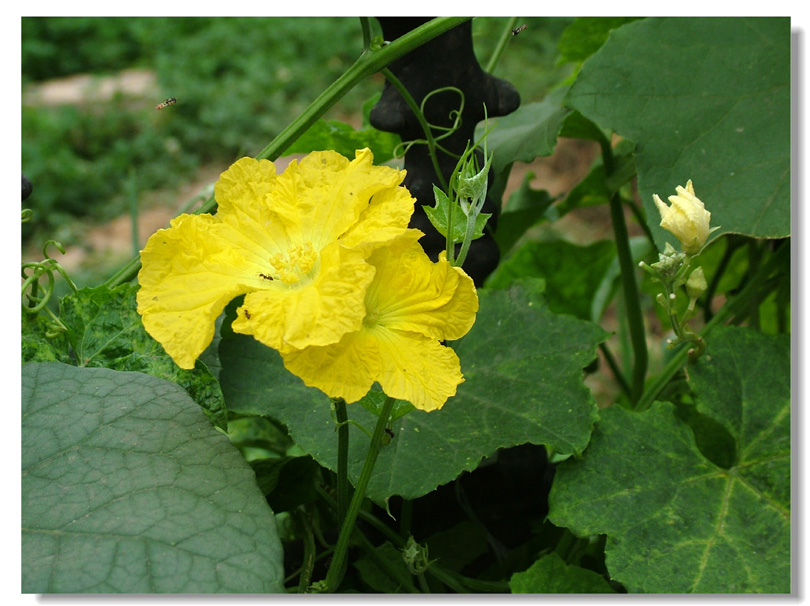 花香引来远道蜂 摄影 夏日斜阳