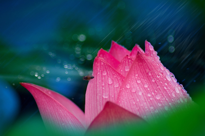 独自在风雨中 摄影 闲云远鹤