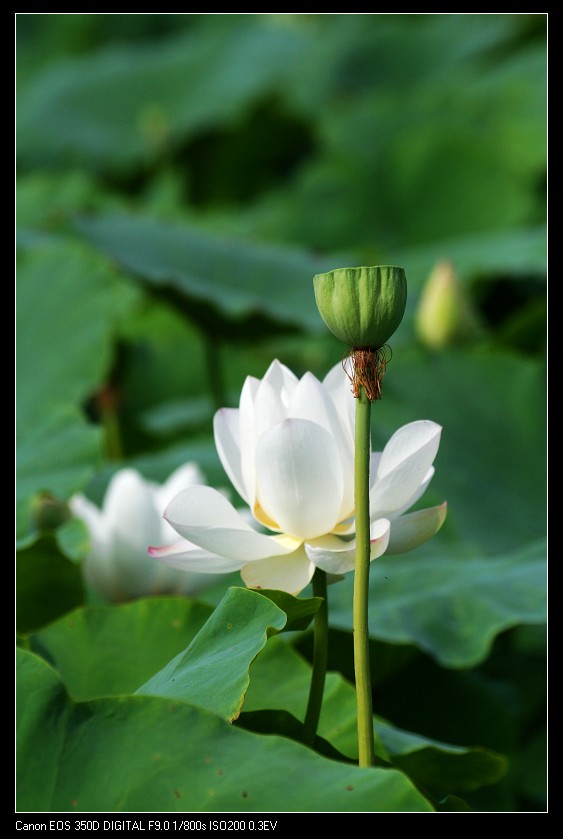 又是荷花 摄影 憨憨的路哥