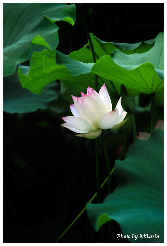 荷花（Lotus No.2007-2） 摄影 山头舟