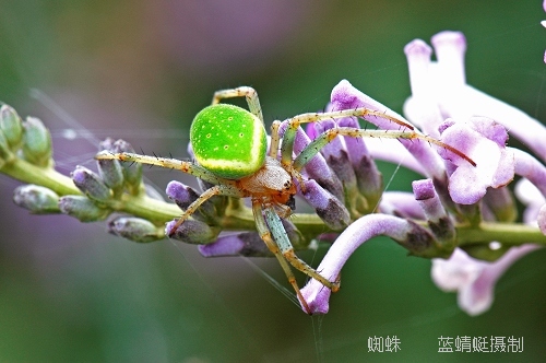 蜘蛛 摄影 蓝蜻蜓