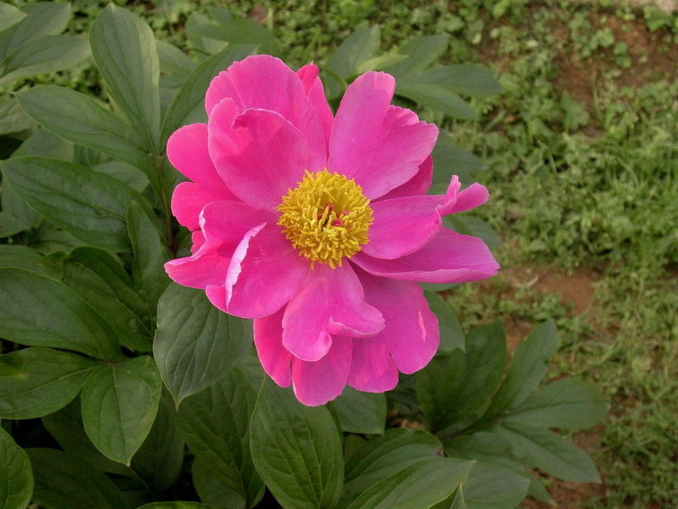 芍药 摄影 dfsk