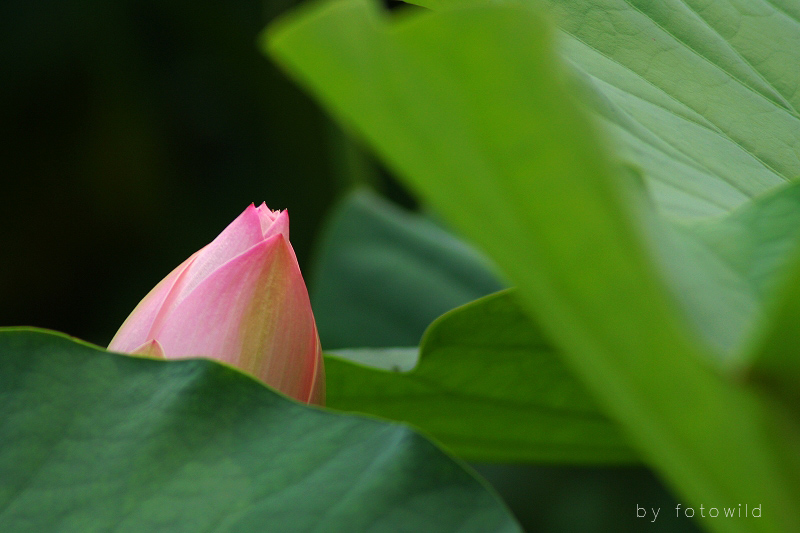 花魂 摄影 barpa