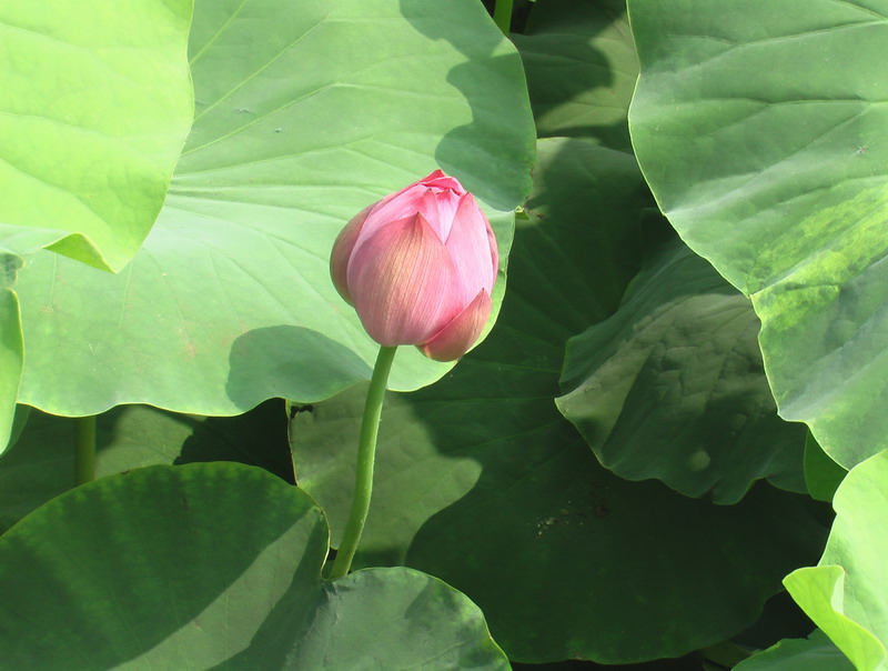 小  荷  花 摄影 正翁开心果