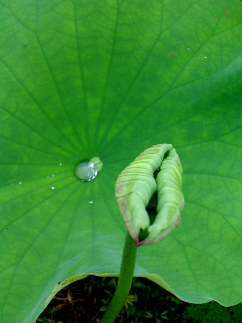 小荷尖尖角 摄影 菲子拾趣