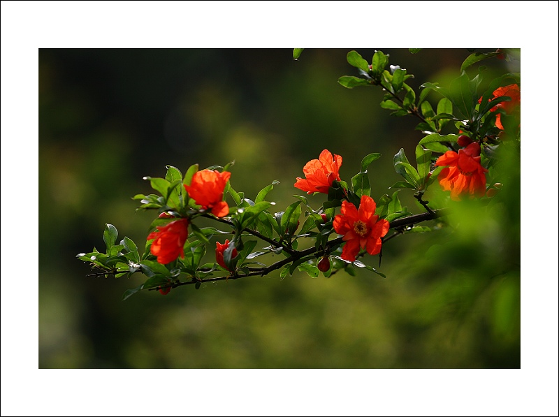 《石榴花开》 摄影 小巍