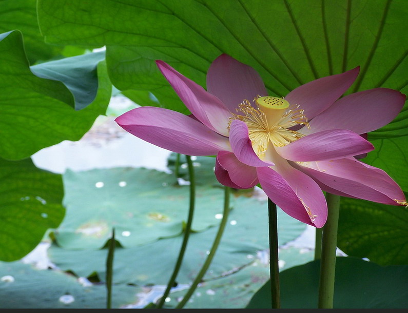 夏荷 摄影 夏雨18