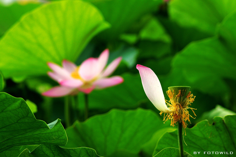 花魂 摄影 barpa