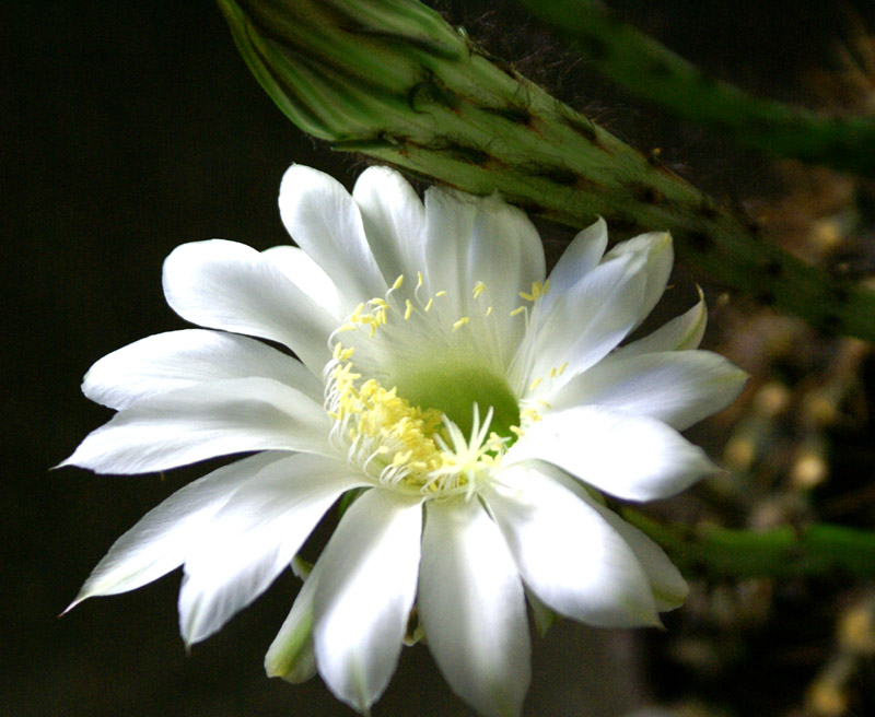 昙花一现 摄影 学君