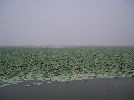 红荷湿地 摄影 apingwshhb