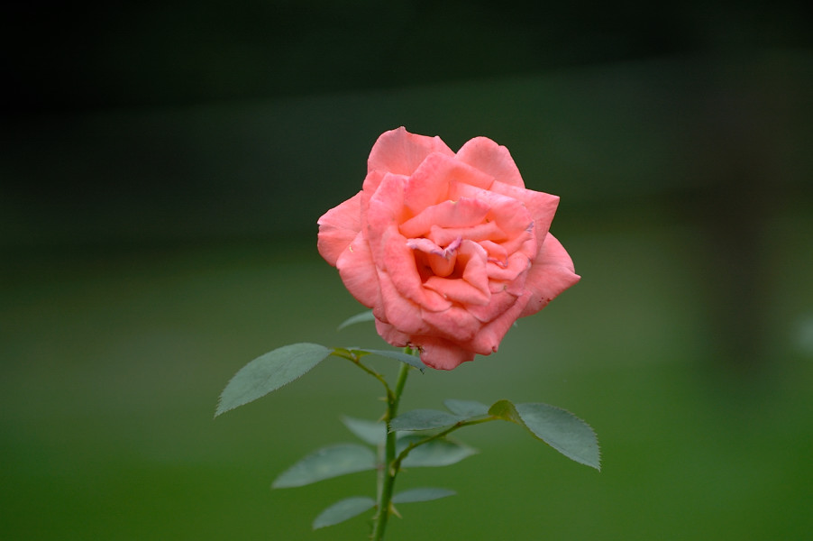 花 摄影 伤心太平洋