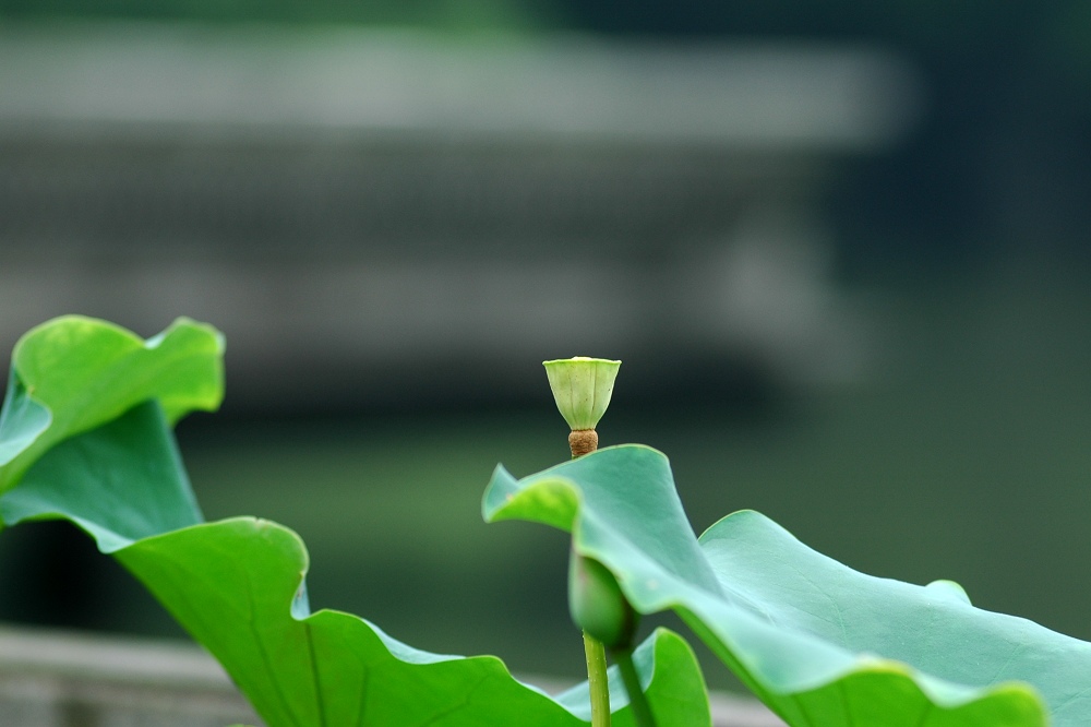 直挂云帆济沧海 < 探春远航 > 摄影 二泉印月