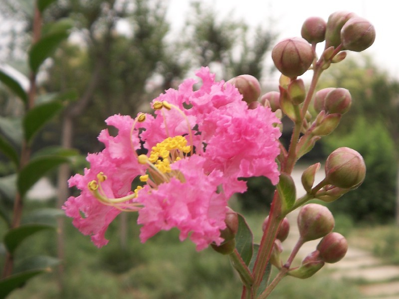 花.果? 摄影 RenRenLe