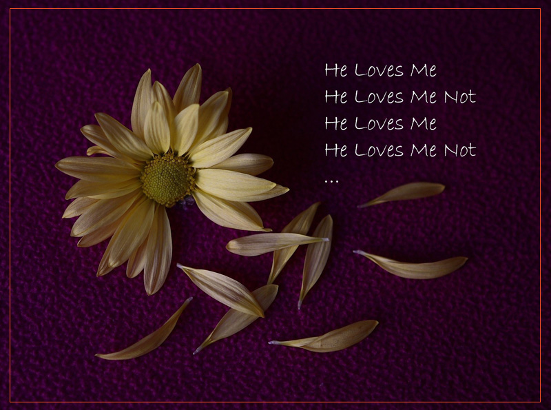 He Loves Me; He Loves Me Not 摄影 路奇